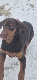 Doberman - 3