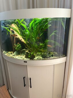 Akvárium Juwel trigon 190l - 3