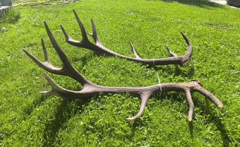 Jelenie zhody , parozie - 3