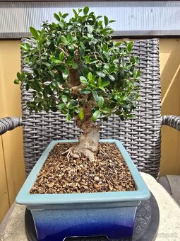 Bonsai Olivovnik Europsky - 3