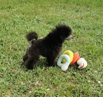 Toy pudel pudlik - 3