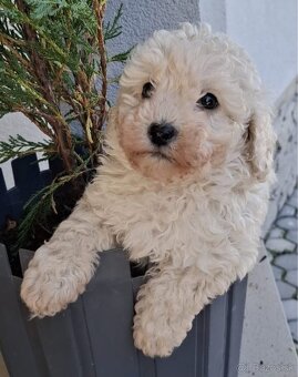 Toy pudel - 3