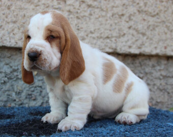 Basset hound - šteniatka s PP po importovaných rodičoch - 3