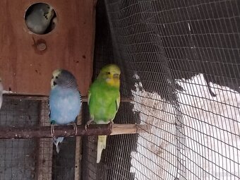 Predám vtáctvo - 3