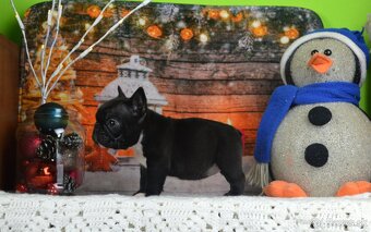 Francúzsky buldoček s PP/French bulldog - 3