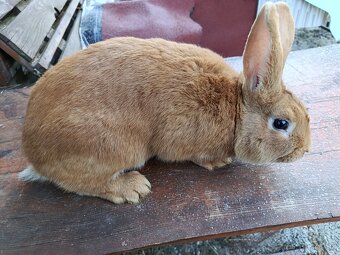 Predám králiky - 3