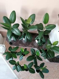 Predám ficus - 3
