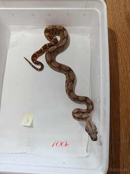 Predam Boa Constrictor - 3
