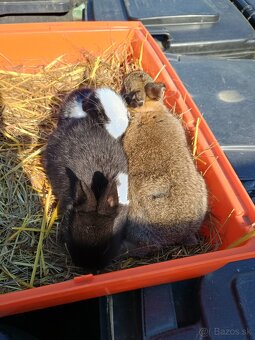 Zakrsli zajačik - 3