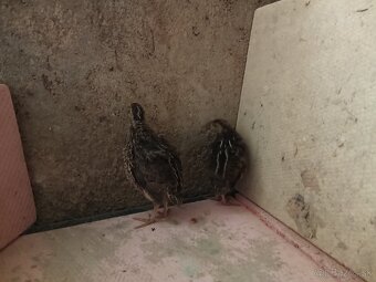 Japonske prepelice - 3