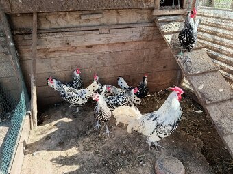 predám nasadove vajicka - 3