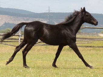 Appaloosa kobylka - 3