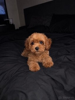 Cavapoo - 3