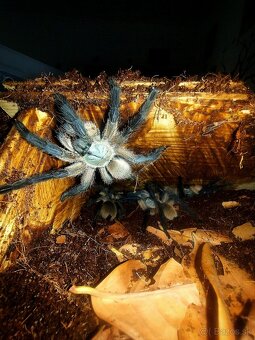 Pavúk, Vtáčkar , Tarantula , Monocentropus balfouri - 3