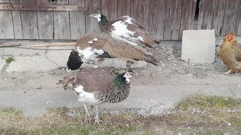 Predám pávy - 3