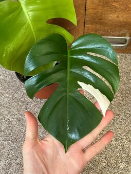 Monstera albo variegata revert - 3