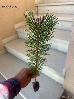 Sadenice drevín - 3