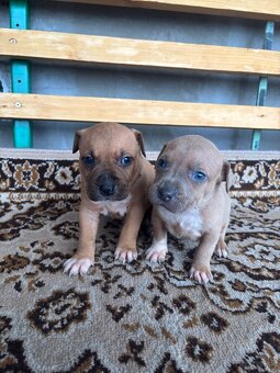 Americký stafordsirsky terier, Stafford, amstaf - 3