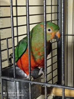 Papagáj kráľovský - 3