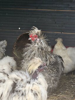 Hodvábničky kohútikovia - 3