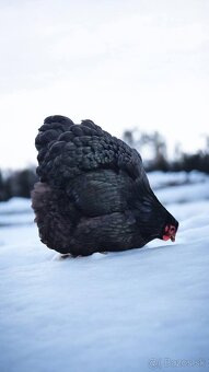 Kuriatka ORPINGTONKA ČIERNA - 3