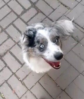 Border kólia, bordel collie, Blue merle - 3