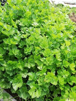 Priesady/planty papriky, rajčín a zeleru - 3