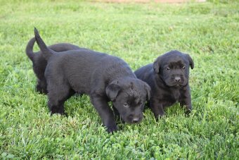 Šteniatka labradora k rezervácii - 3