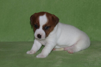 štěňata Jack Russell teriéra s PP - 3