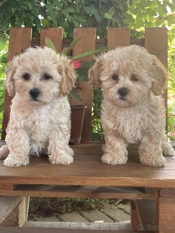 Maltipoo - 3