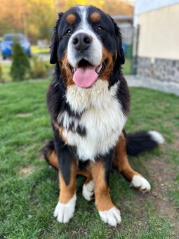 Bernsky salašnicky pes - 3