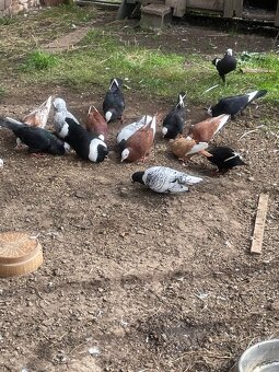 Slovenský hrvoliak - 3