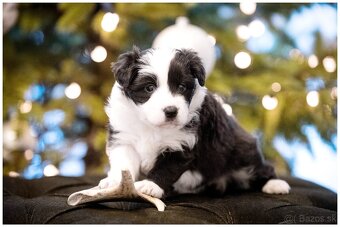 Border Collie Border Kolia s PP FCI - 3