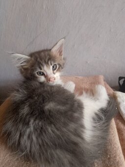 Mainska myvalia bieli tigrik voľný - 3