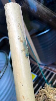 Phelsuma Laticauda blue line 0.0.3 - 3