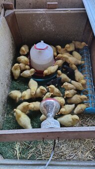 Kacka brojler kačiatka - 3