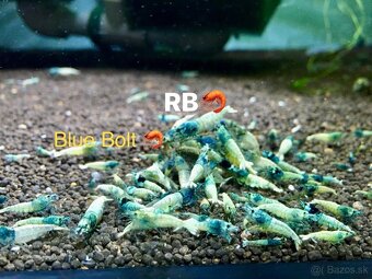 PREMIUM AKVA KREVETKY Caridina a Neocaridina - Odchovy - 3