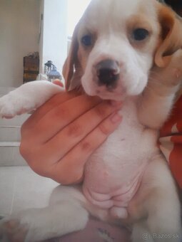 Beagl, beagle, bigl - 3