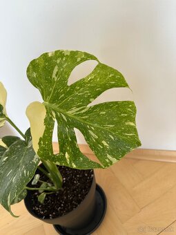 Monstera albo - 3