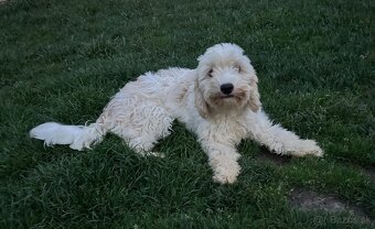 Maltezak kríženy s cavalierom - 3
