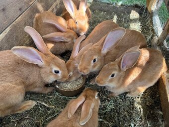 Predám burgundské králiky – čistokrvné 🐰 - 3