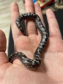 Piesocnik pestry /eryx colubrinus/ ANERY - 3