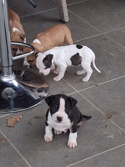 Americky stafordsirsky terier - 3