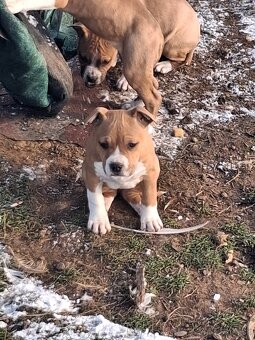 Americky stafordsirsky terier - 3