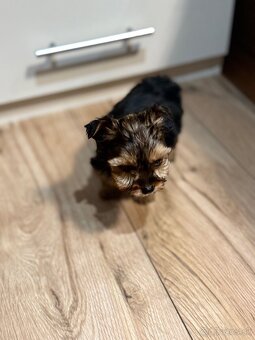 York, Yorkshire, Yorkshire terier, mini yorkshire - 3