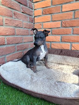 Americký bezsrstý teriér- šteniatka - 3