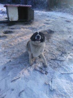 Kaukazský ovčiak - 3