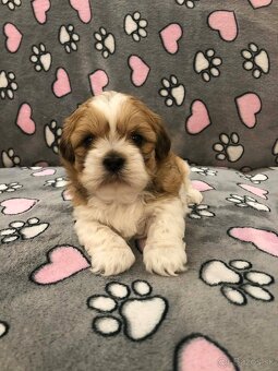 Predám šteniatka plemena shi tzu - 3