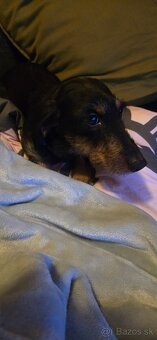 Darujem hrubosrstu jazvečicku - 3