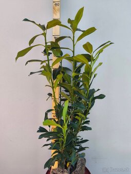 Novita-cervienka - 3